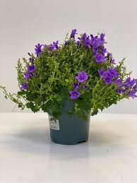 Maybe you would like to learn more about one of these? Campanula Ambella Bioactive Herps Create A Slice Of Nature