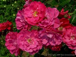 Lead time is within 10 days depending on which day of the week you place your order. John Cabot Rogue Valley Roses