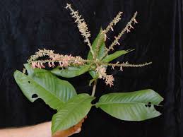 Image result for Triplaris americana
