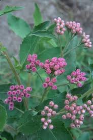 Image result for Pluchea