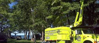 Our team is always available 8 to 10 hours a day over 7 days. Tree Pruning Simcoe Muskoka On Wes Tree Services