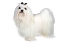 If you're into standing out from the crowd, try a hair design or trendy textured style. Maltese Dog Breed Information Pictures Characteristics Facts Dogtime