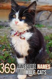 purrfect place fur purrfect cats and their parents kedi