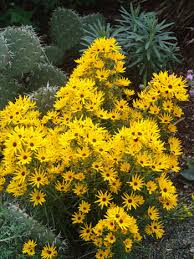 Image result for Helianthus angustifolius