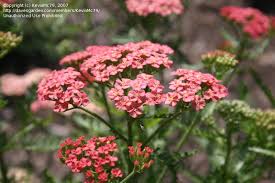 Maybe you would like to learn more about one of these? Plantfiles Pictures Achillea Yarrow Milfoil Soldier S Woundwort Staunchweed Apricot Delight Achillea Millefolium By Kevinmc79