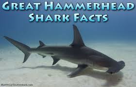 Purdue university professor of materials engineering, shriram ramanthan describes a shark's ampullae of lorenzini and how a. Great Hammerhead Shark Facts Pictures Video Discover An Incredible Endangered Shark
