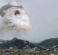 3:26 restlessroadvevo recommended for you. Country Roads Cat Blank Template Imgflip