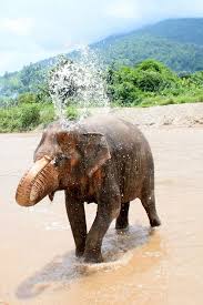 Like a flip flop and their target buyers are like teenag… Elephant Nature Park Chiang Mai Thailand Elephant Nature Park Elephant Rescue Thailand Travel