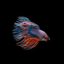 And yes, crowntail female betta are very distinct as they do have spiked fins. Crowntail Betta Aquariumfishsale Com