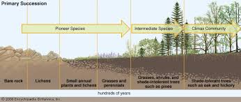 ecological succession definition facts britannica