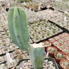 Image result for Myrtillocactus geometrizans