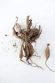 Packing can be done in various ways. How To Dig Divide Store Dahlia Tubers The Art Of Doing Stuff