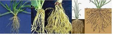 Wortel dan bunga dahlia *wortel *bunga dahlia. Akar Serabut Pengertian Ciri Ciri Jenis Dan Contoh Akar Serabut Fiber Roots Pustakapengetahuan Com