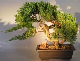 His garden in bremerton, washington is a spectacular collection of junipers are most often the plant material of choice for making a tanuki bonsai. Juniper Bonsai Tree Phoenix Graft Juniper Procumbens Nana
