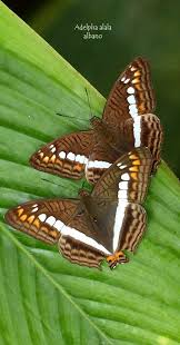 Pin By Heidi Haber On Awesome Butterflies Moths Butterfly Lovers Beautiful Butterflies Butterfly