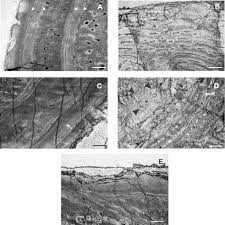 Lamellar bone forms both trabecular bone and compact bone, which are the two macroscopically recognizable bone forms. Figure 1 From Biological Aspects Of The Permian Dicynodont Oudenodon Therapsida Dicynodontia Deduced From Bone Histology And Cross Sectional Geometry Semantic Scholar