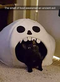 R Peoplefuckingdying Cat Swallowed Alive By A Spooky Scary Skeleton Cat And Dog Memes Funny Animal Pictures Funny Cat Pictures