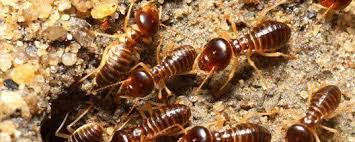 Most homeowners insurance policies don't cover sewer backups insurance companies consider termites and other insects to be the homeowners' responsibility and recommend pest control service. Termites Control Prevention Treatment Jeffersonville In
