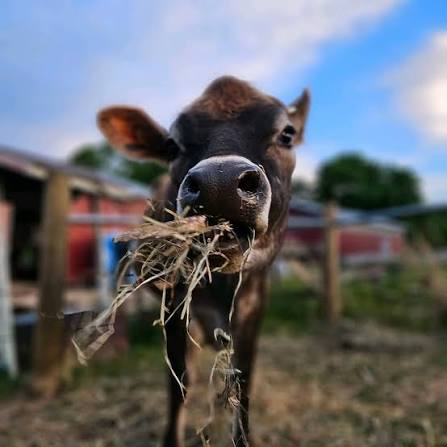 The Farmyard
