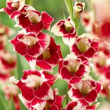 Image result for Gladiolus melleri