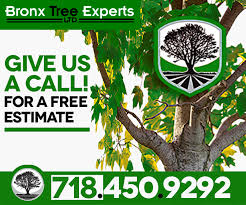 Colchado landscaping llc, alay tree and landscaping llc, almstead tree and shrub care co., llc, edison services, llc, castillo tree and lawn service, llc. Bronx Tree Service Tree Cutting Removal In Bronx Harlem 718 450 9292 Bronx Tree Company