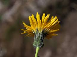 Image result for Sonchus schweinfurthii