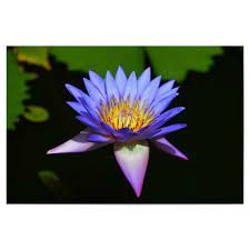 Maybe you would like to learn more about one of these? Lotos Water Lily Als Poster Bei Artboxone Kaufen