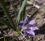 Image result for Englerina oedostemon