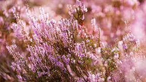 Heather Mythology And Folklore Trees For Life