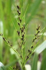 Image result for Scleria lacustris