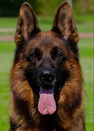 I am dedicated to breed quality, healthy german shepherd dogs and answer any questions you may have. German Shepherd Puppies Ny Pets Lovers