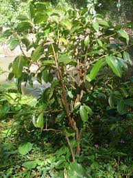 Cinnamon Tree – Bible Plant | Environment And Society