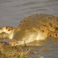 Orinoco Crocodile Facts Diet Habitat Pictures On Animalia Bio Crocodile Facts Habitats Crocodile Eating