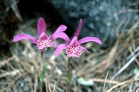 Image result for Maerua descampsii