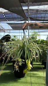 Image result for Chlorophytum comosum