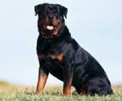 Yetiskin Rot Rottweiler Dog Rottweiler Rottweiler Dog Breed