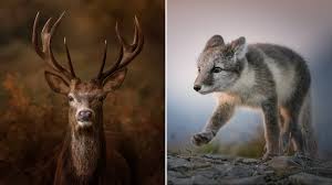 Wonderful Wildlife Photography ...