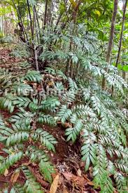 Image result for Ptisana