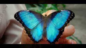 La Mariposa Azul Youtube