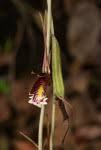 Image result for Eulophia longisepala
