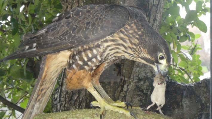 Image result for hawk new zealand falcon mice"