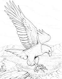 North American Bald Eagle Coloring Page Free Printable Coloring Pages Eagle Sketch Eagle Drawing Bird Coloring Pages