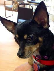 Black Apple Head Chihuahua Pin By Shannon Kruse On My Dog Harley Chihuahua Chihuahua Puppies Black Chihuahua