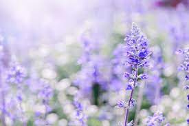 Lavender Flower In Garden In 2020 Lavender Flowers Purple Flowers Garden Purple Flowers