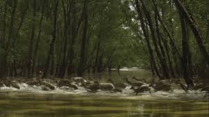 The Sixth Land Miklos Kiss Tumblr Nature Nature Gif Deer Crossing