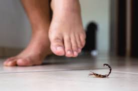 Getting rid of other pests and insects deprives scorpions of their prey and keeps your home from becoming a hunting ground for them. What S The Best Way To Get Rid Of Scorpions In Your Home No Ordinary Homestead