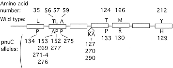 Location and description of pnuC* mutations. All pnuC* mutations were...