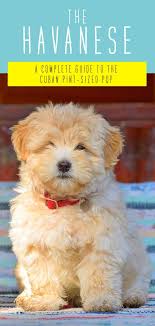 They thrive on human companionship and attention, and their soft, silky coats. Havanese Dog Breed Information Center A Guide To A Pint Sized Pup