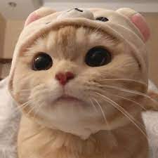 Cat 1080x1080 which you searching for are usable for all of you on this site. 24 Photos Of The Life Of The Little Orange Cat Cute Baby Animals Baby Cats Cute Baby Cats