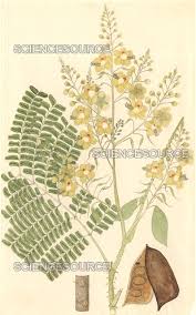 Image result for Caesalpinia sappan